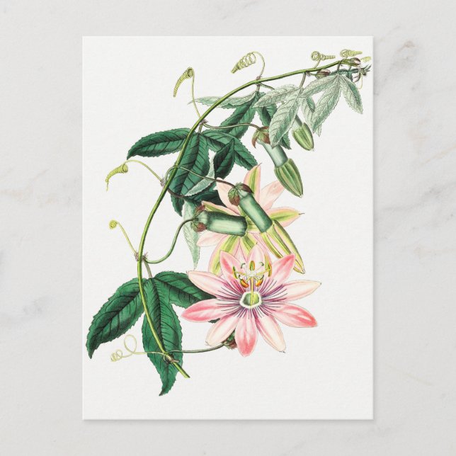 Vintage Botanical Illustration Postcard (Front)