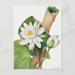 Vintage Botanical Illustration Postcard
