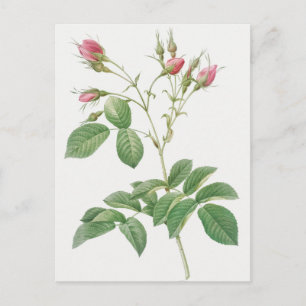 Vintage Botanical Illustration Postcard