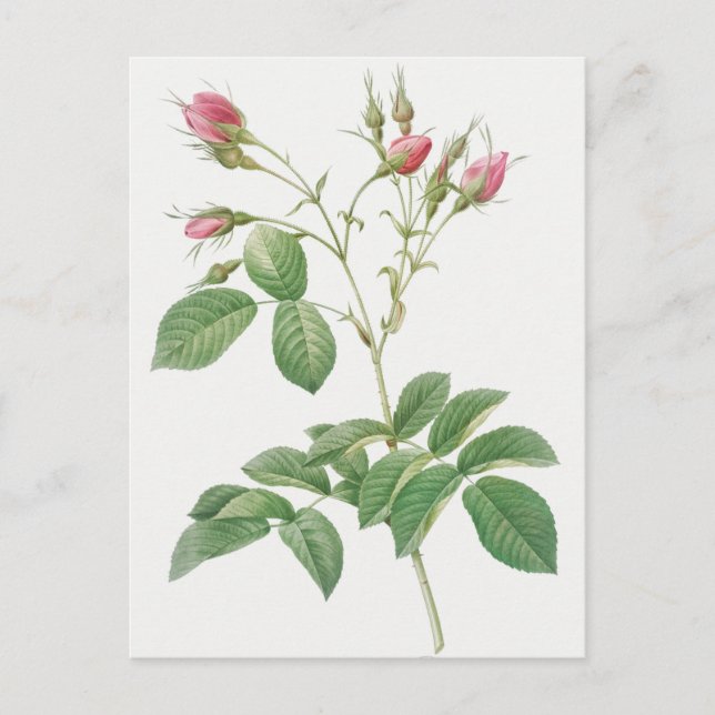 Vintage Botanical Illustration Postcard (Front)