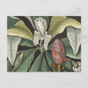 Vintage Botanical Illustration Postcard