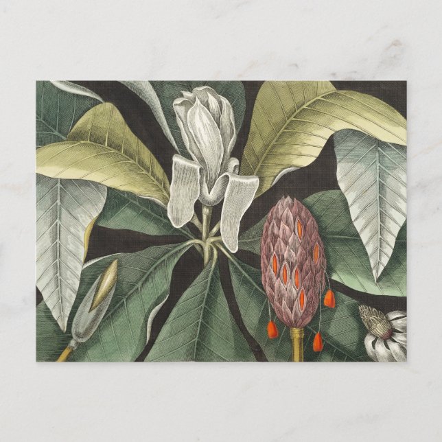 Vintage Botanical Illustration Postcard (Front)