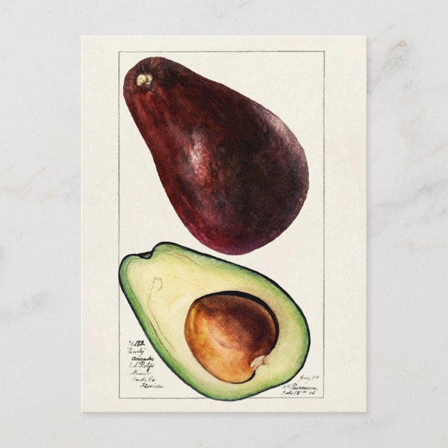 Vintage Botanical Illustration Postcard (Front)