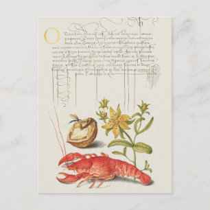 Vintage Botanical Illustration Postcard