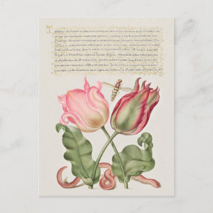 Vintage Botanical Illustration Postcard