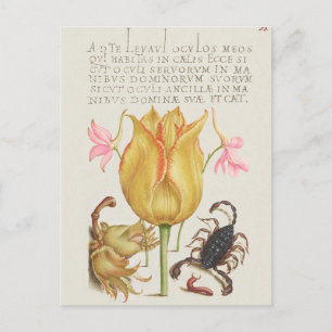 Vintage Botanical Illustration Postcard