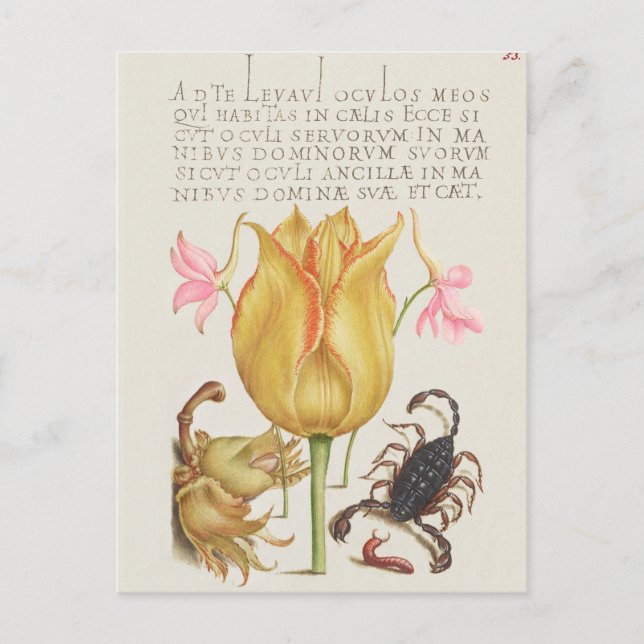 Vintage Botanical Illustration Postcard (Front)