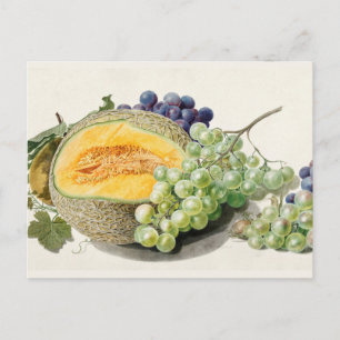 Vintage Botanical Illustration Postcard