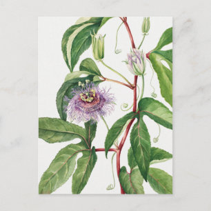 Vintage Botanical Illustration Postcard