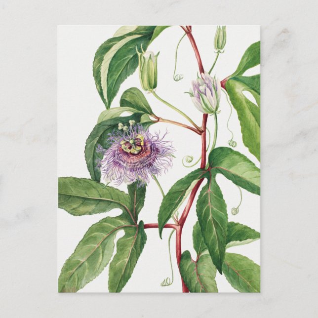 Vintage Botanical Illustration Postcard (Front)