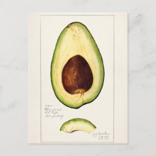 Vintage Botanical Illustration Postcard