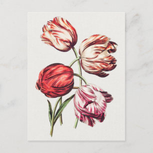 Vintage Botanical Illustration Postcard