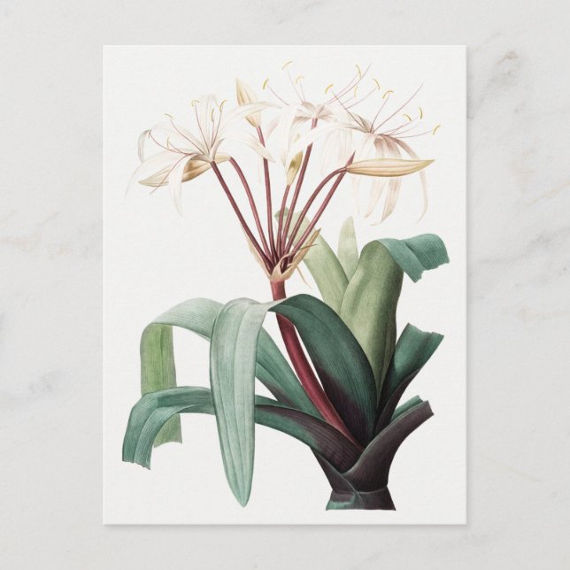 Vintage Botanical Illustration Postcard (Front)
