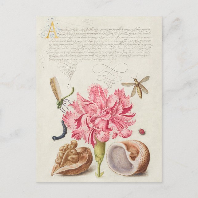 Vintage Botanical Illustration Postcard (Front)