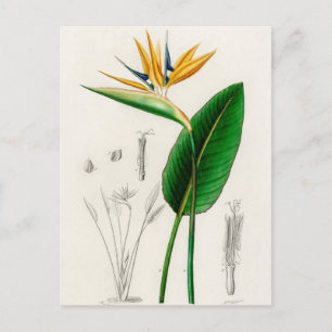 Vintage Botanical Illustration Postcard