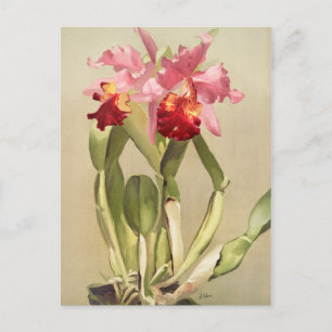 Vintage Botanical Illustration Postcard