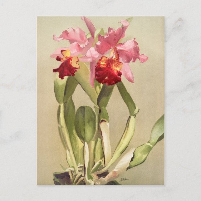 Vintage Botanical Illustration Postcard (Front)