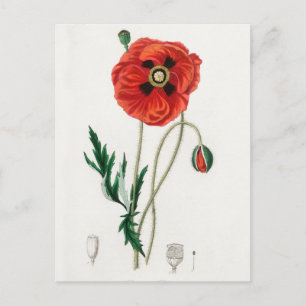 Vintage Botanical Illustration Postcard
