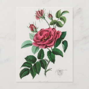Vintage Botanical Illustration Postcard