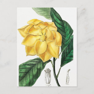 Vintage Botanical Illustration Postcard