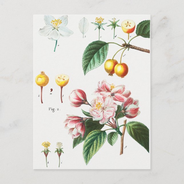Vintage Botanical Illustration Postcard (Front)