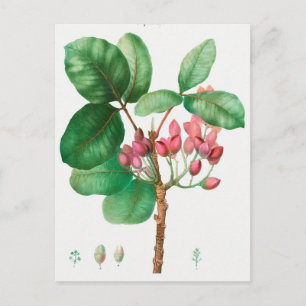 Vintage Botanical Illustration Postcard