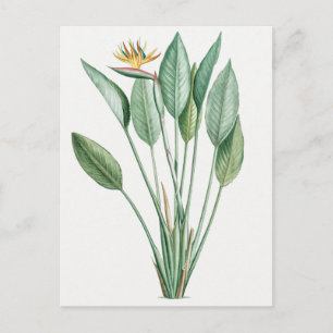 Vintage Botanical Illustration Postcard