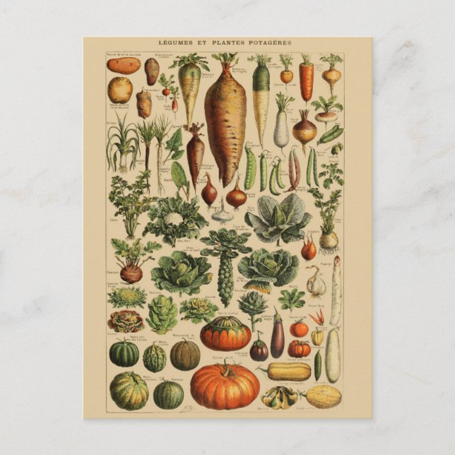 Vintage Botanical Illustration Postcard (Front)