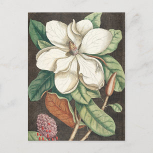 Vintage Botanical Illustration Postcard