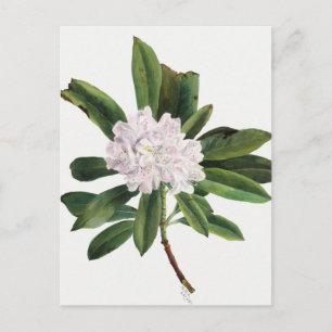 Vintage Botanical Illustration Postcard