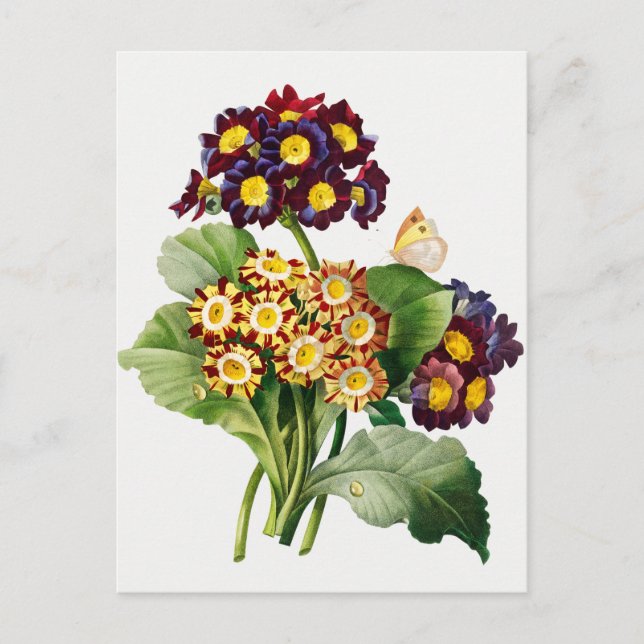 Vintage Botanical Illustration Postcard (Front)