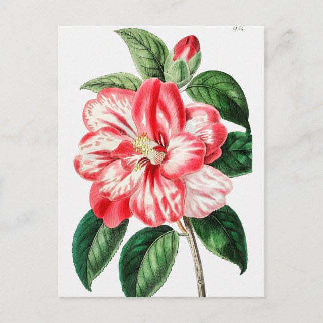 Vintage Botanical Illustration Postcard (Front)
