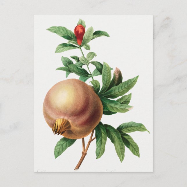 Vintage Botanical Illustration Postcard (Front)