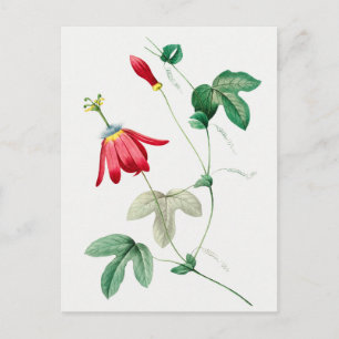 Vintage Botanical Illustration Postcard