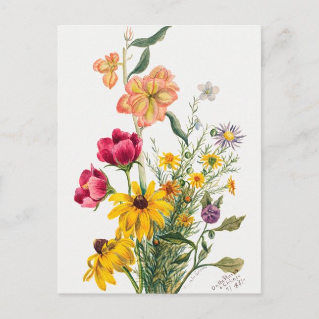 Vintage Botanical Illustration Postcard (Front)