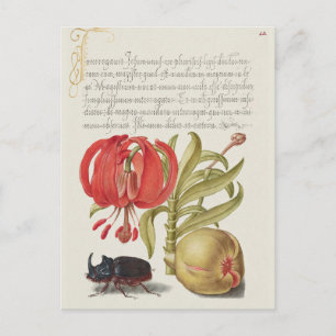 Vintage Botanical Illustration Postcard