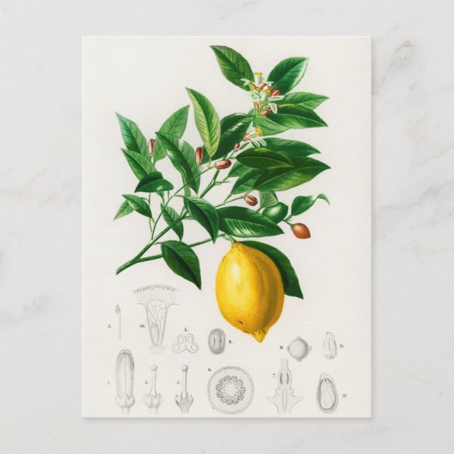 Vintage Botanical Illustration Postcard (Front)
