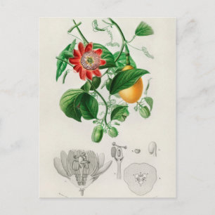 Vintage Botanical Illustration Postcard