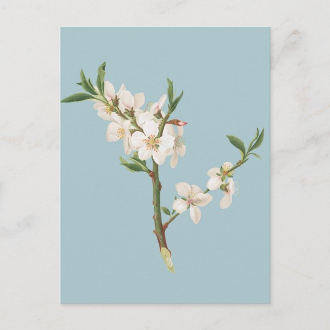 Vintage Botanical Illustration Postcard (Front)