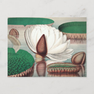 Vintage Botanical Illustration Postcard