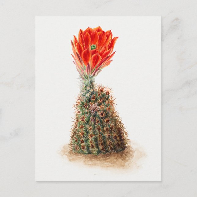 Vintage Botanical Illustration Postcard (Front)