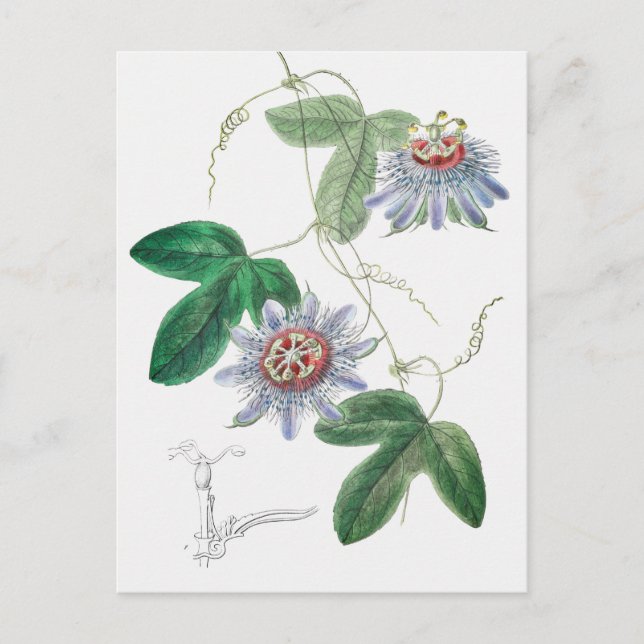 Vintage Botanical Illustration Postcard (Front)