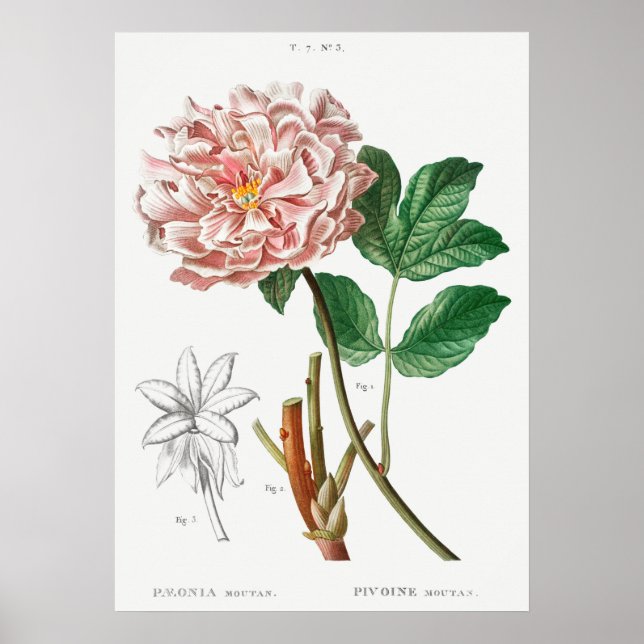 Vintage Botanical Illustration Poster (Front)