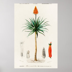 Vintage Botanical Illustration Poster
