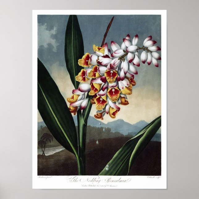 Vintage Botanical Illustration Poster (Front)