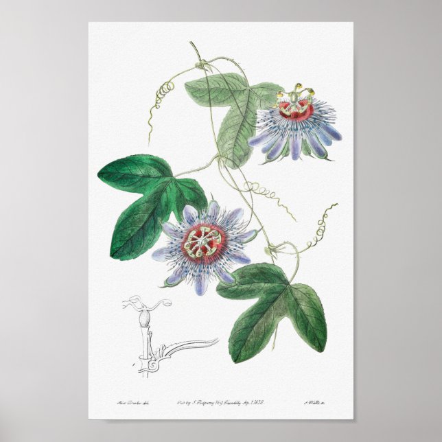 Vintage Botanical Illustration Poster (Front)