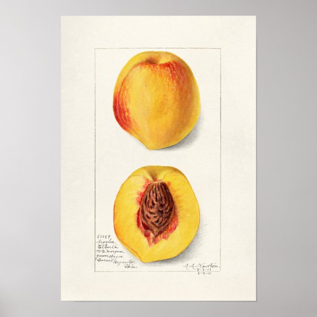 Vintage Botanical Illustration Poster (Front)