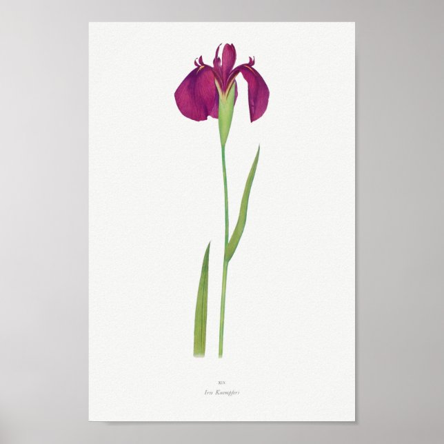 Vintage Botanical Illustration Poster (Front)