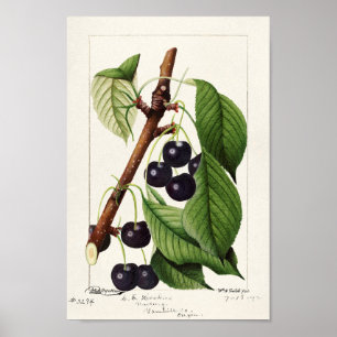 Vintage Botanical Illustration Poster
