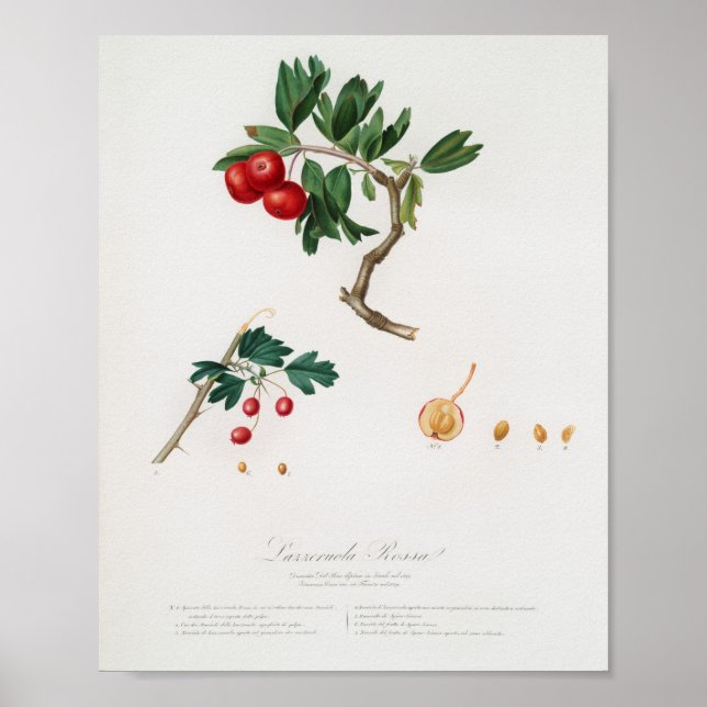 Vintage Botanical Illustration Poster (Front)
